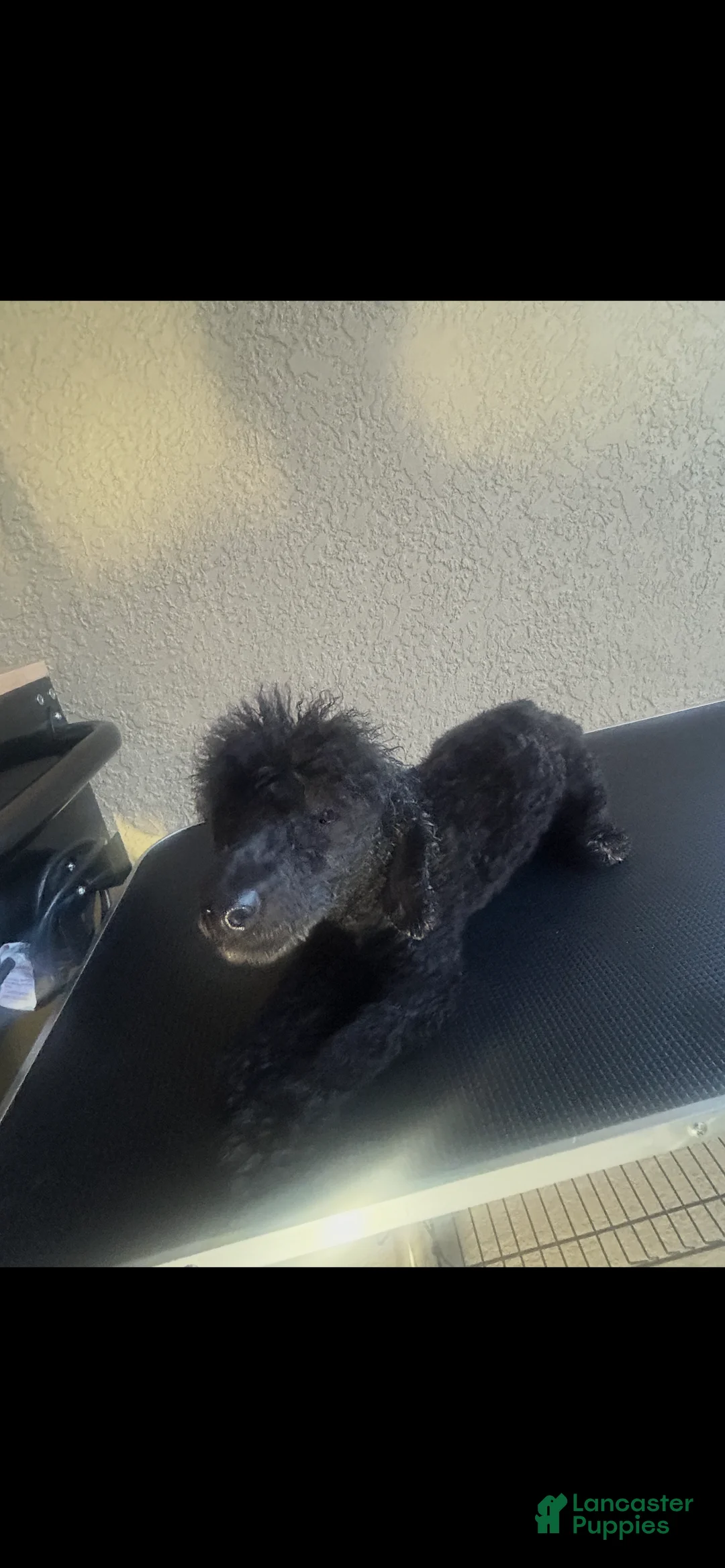 Bichpoo dogs for sale: Bichpoo Puppy 2 - Ad 1
