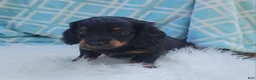 Miniature Dachshund dogs for sale: Vander - Ad 17