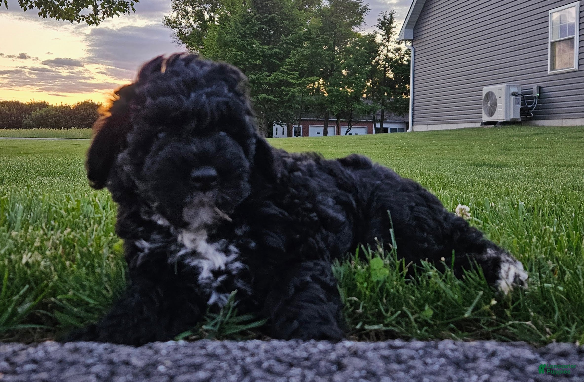 Mini Bernedoodle dogs Conner - Ad 1