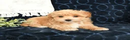 Maltipoo dogs for sale: Luke - Ad 3