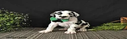 Great Dane dogs for sale: Chase - Ad 4