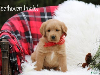 Labradoodle dogs Beethoven - Ad 6