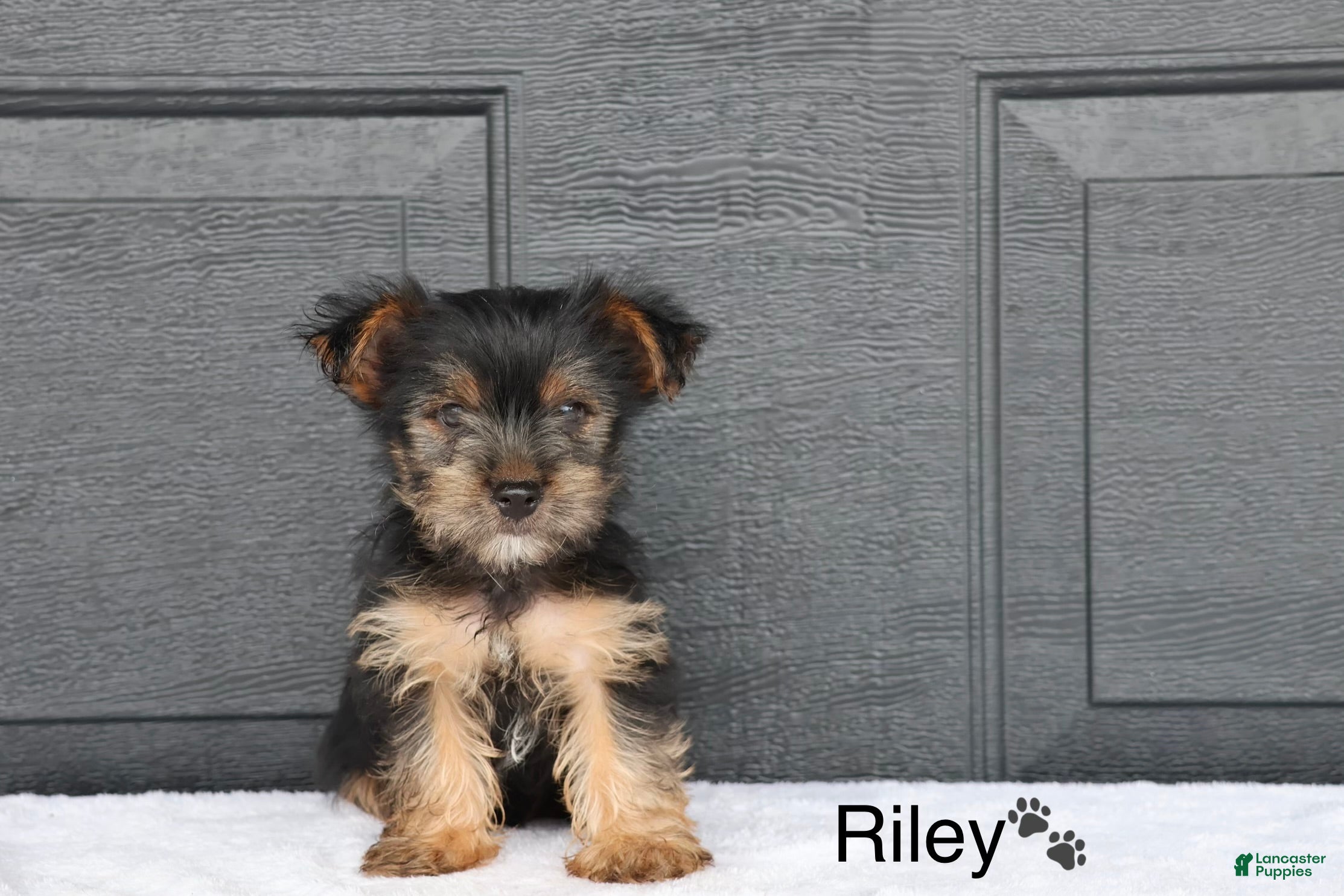 Yorkshire Terrier dogs Riley - Ad 2