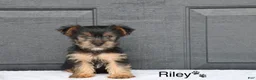 Yorkshire Terrier dogs for sale: Riley - Ad 2