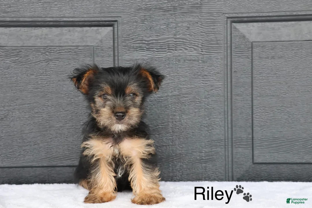 Yorkshire Terrier dogs for sale: Riley - Ad 2
