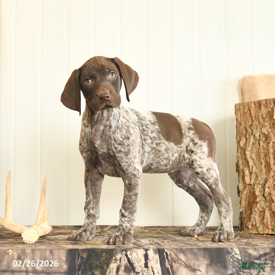 German Shorthaired Pointer dogs Duchess - Ad 1