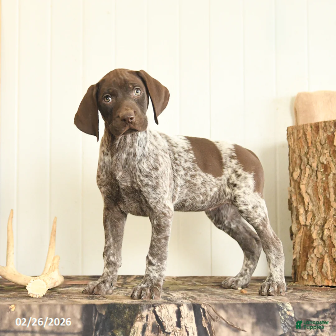 German Shorthaired Pointer dogs for sale: Duchess - Ad 1