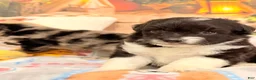 Mini Aussiedoodle dogs for sale: Pluto - Ad 1