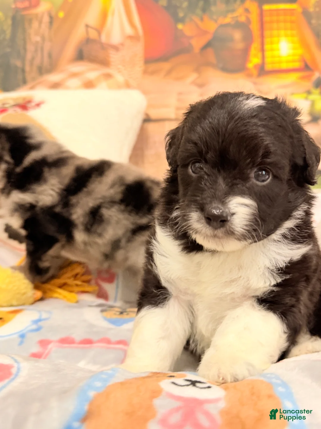 Mini Aussiedoodle dogs for sale: Pluto - Ad 1
