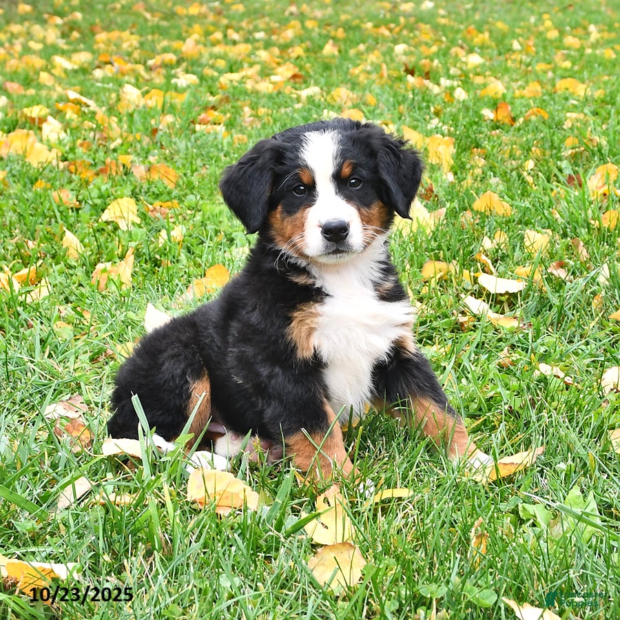 Bernese Mountain Dog Puppies for sale in New York Lancaster Puppies
