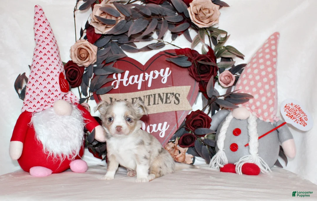 Chihuahua dogs for sale: Katina - Ad 1