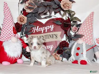 Chihuahua dogs Katina - Ad 10