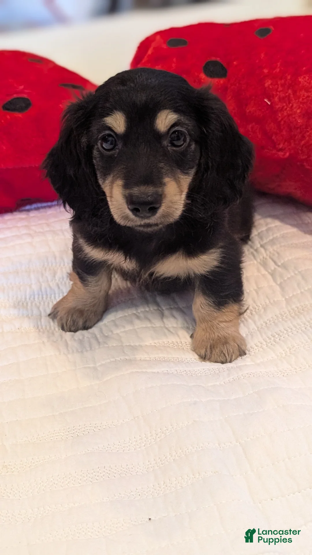Miniature Dachshund dogs for sale: Pinocchio - Ad 2
