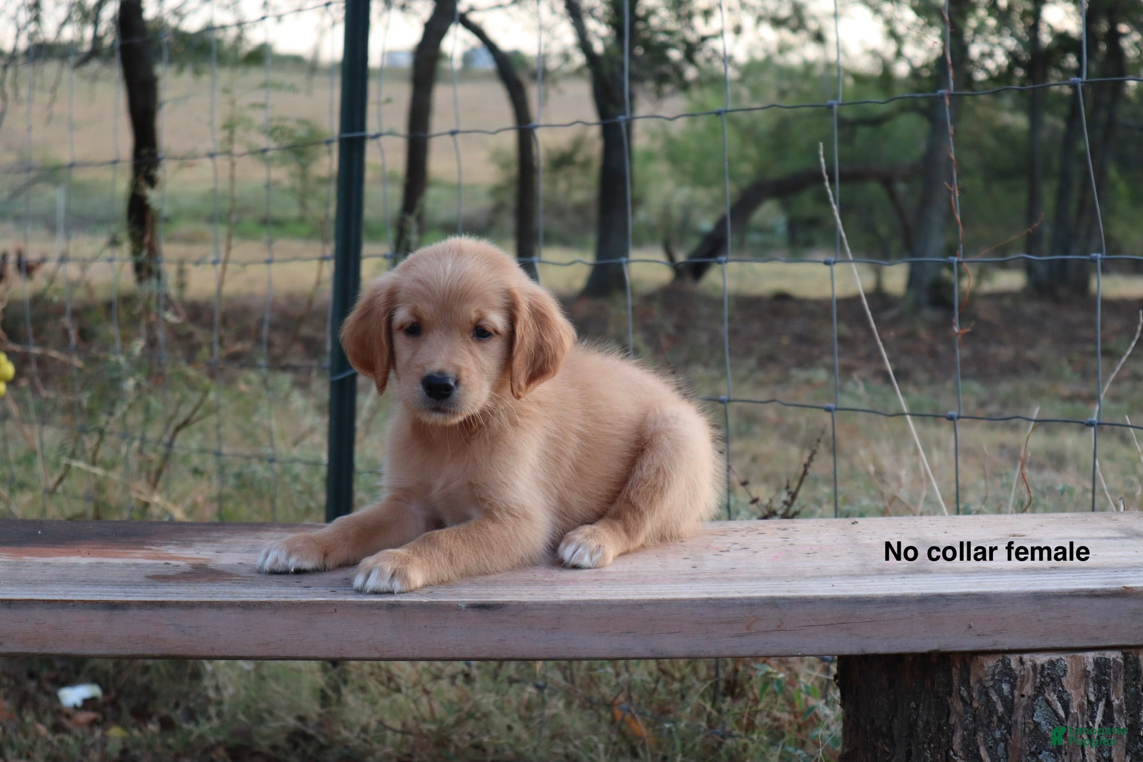Golden Retriever dogs Lucia - Ad 2