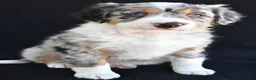 Mixed Breed dogs for sale: Austin - Ad 8