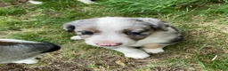 Australian Shepherd dogs for sale: Jack  - Ad 2