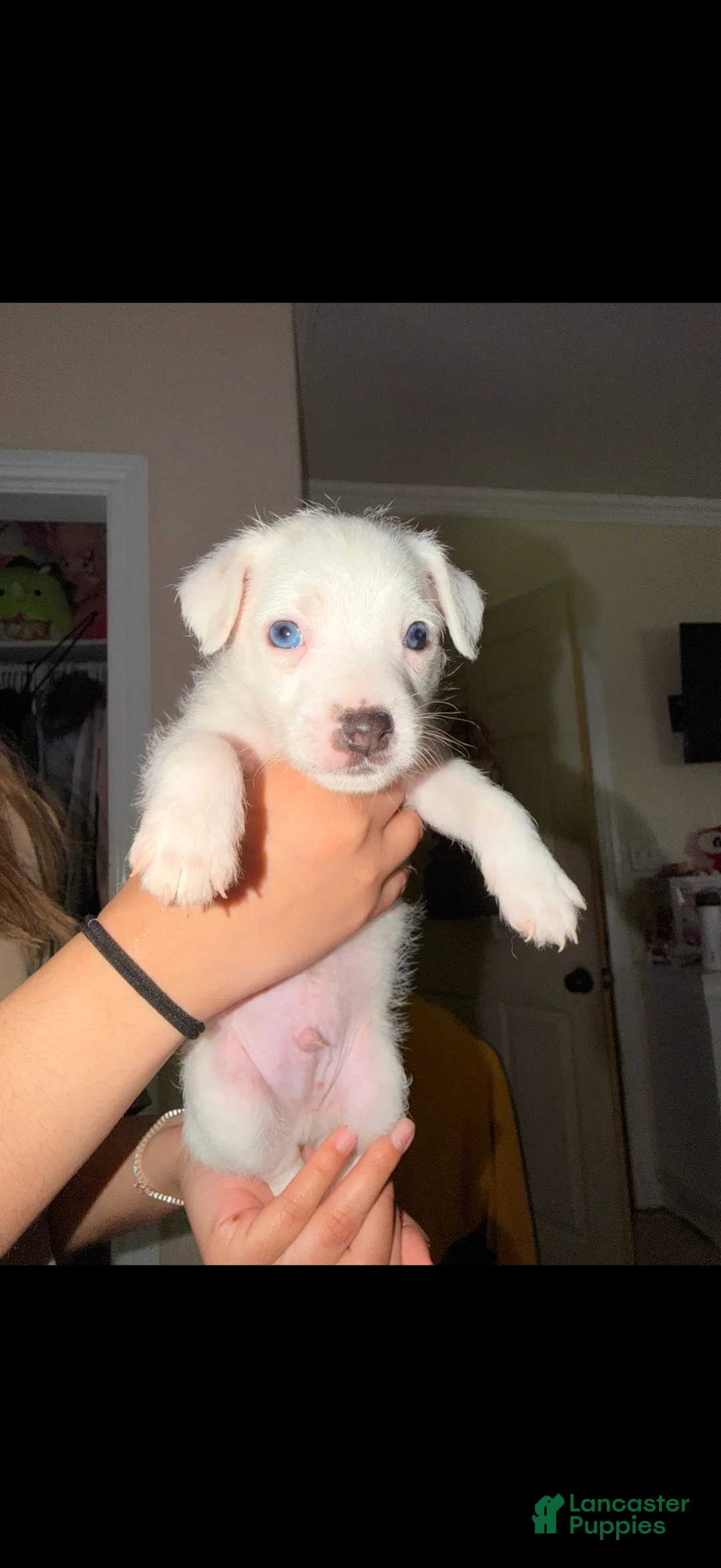 Jack Russell Terrier dogs for sale: Jack Russell Terrier Puppy 3 - Ad 2