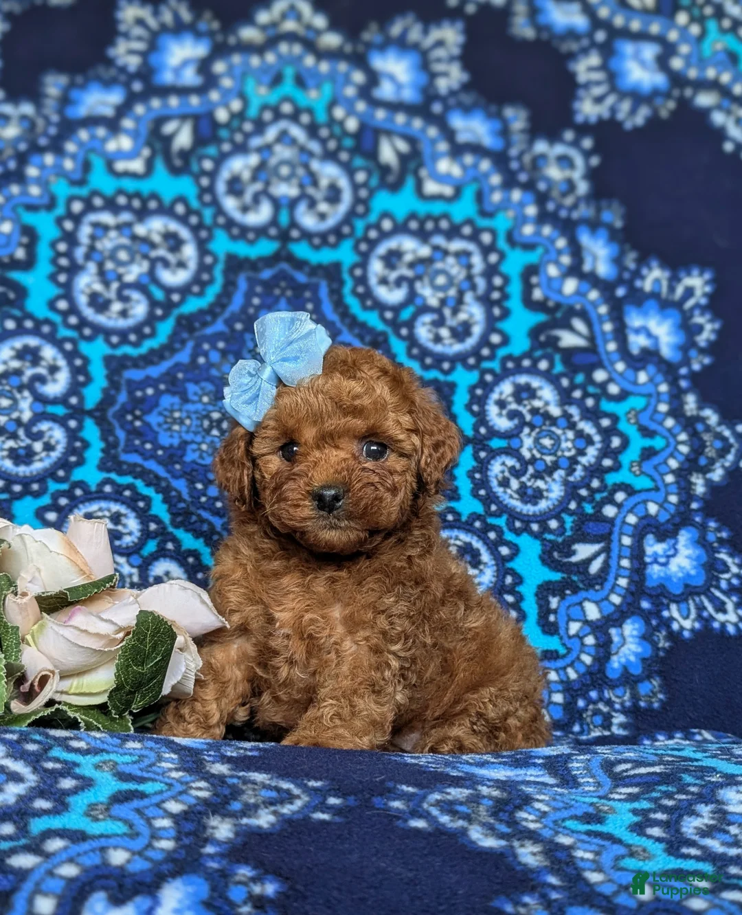 Toy Poodle dogs for sale: Marcie 9 lbs Full Grown - Ad 1