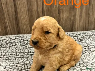 Bernedoodle dogs for sale: Bernedoodle Puppy 2 - Ad 2