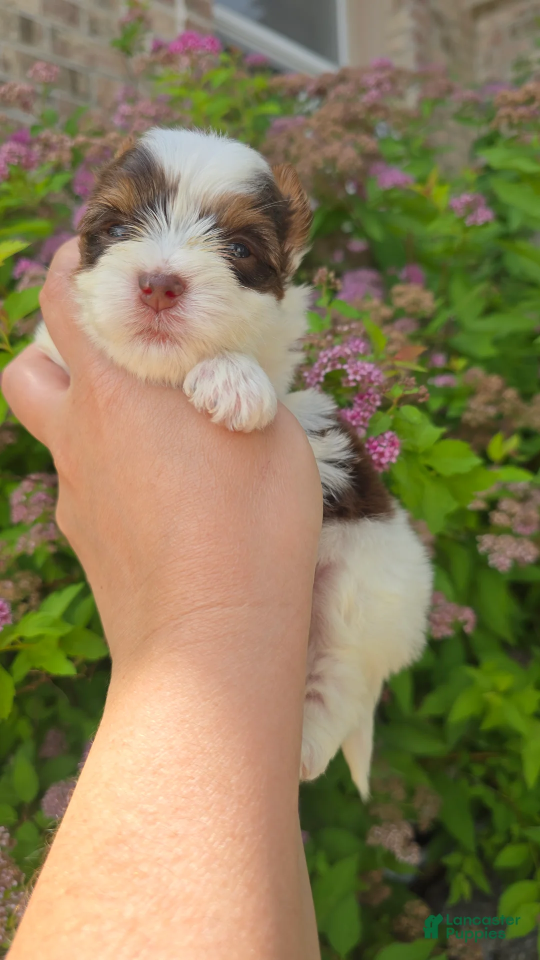 Biewer Terrier dogs for sale: Biewer Terrier 5 - Ad 2