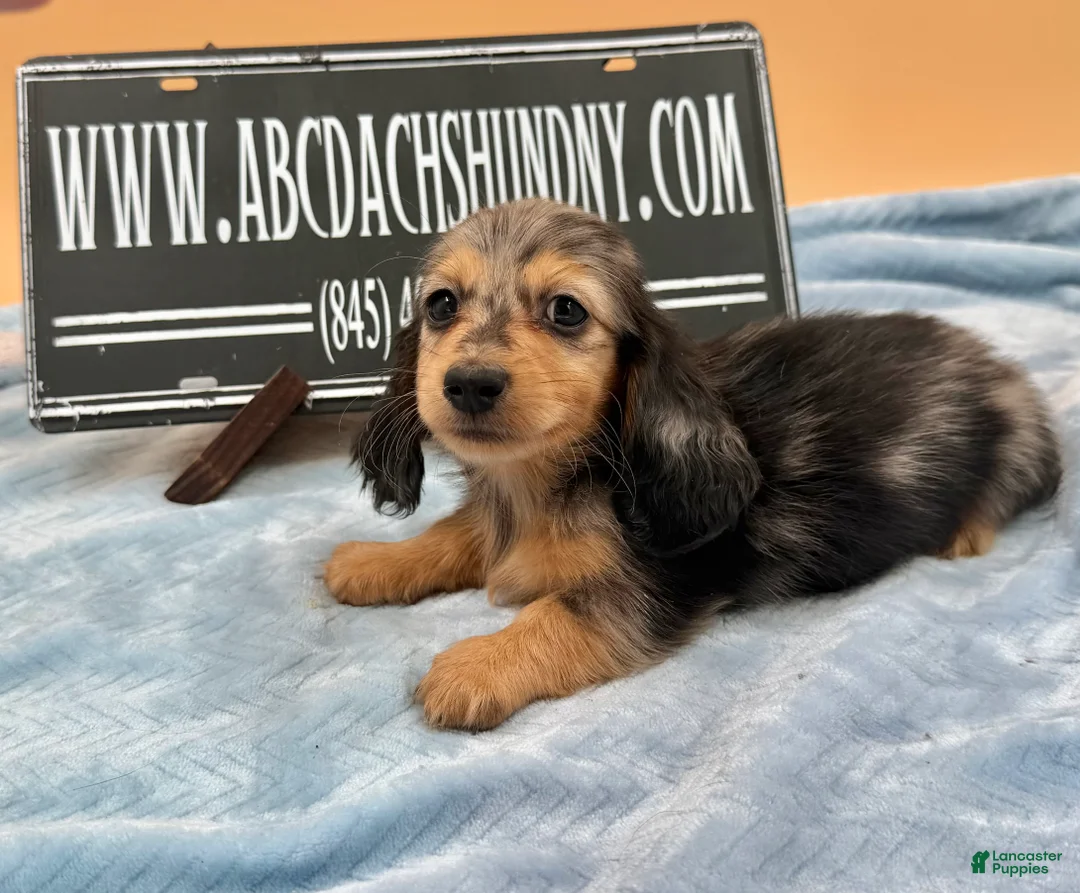 Miniature Dachshund dogs for sale: Miniature Dachshund Puppy 2 - Ad 2