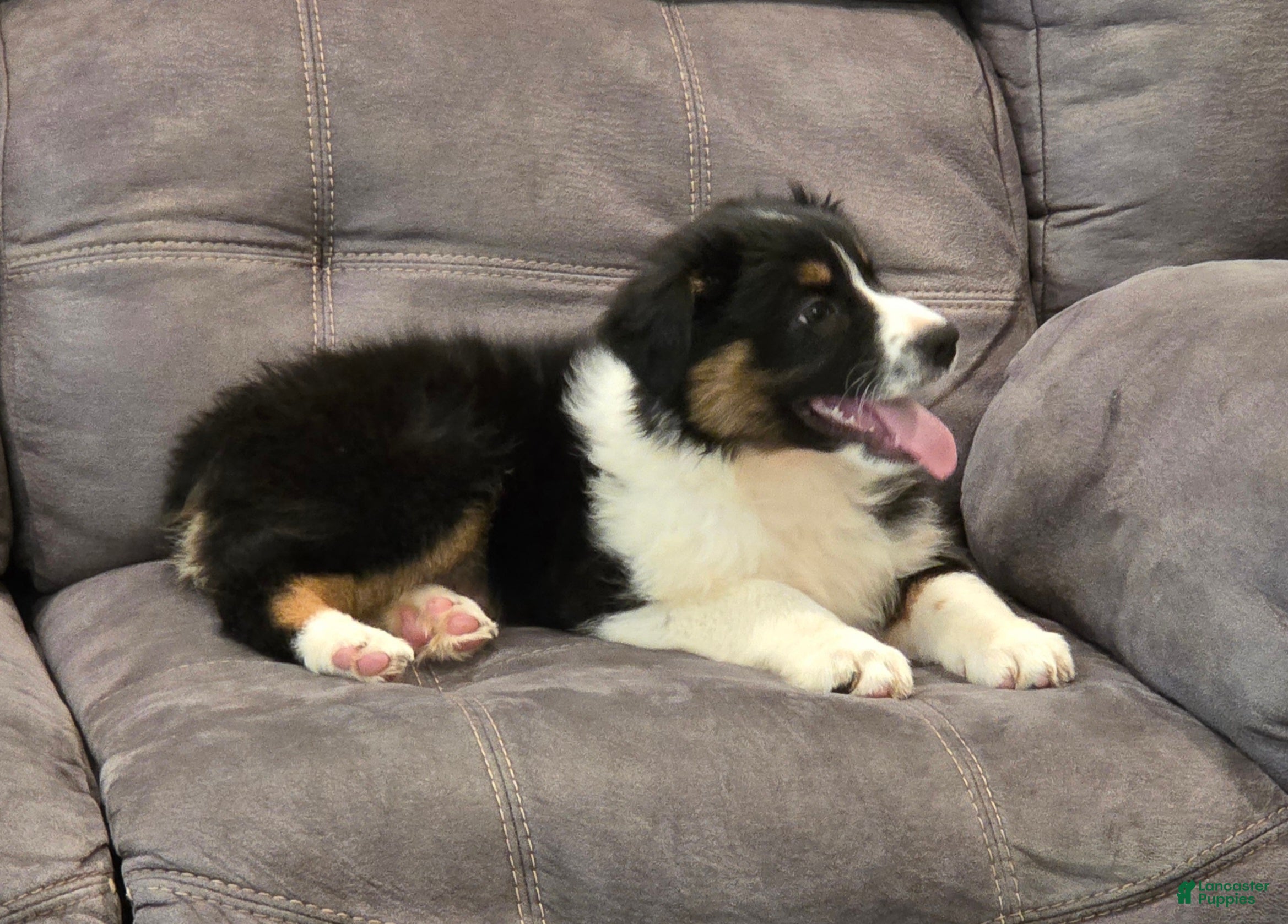 Australian Shepherd dogs Anika Star - Ad 1