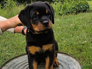 Rottweiler dogs - Ad 20