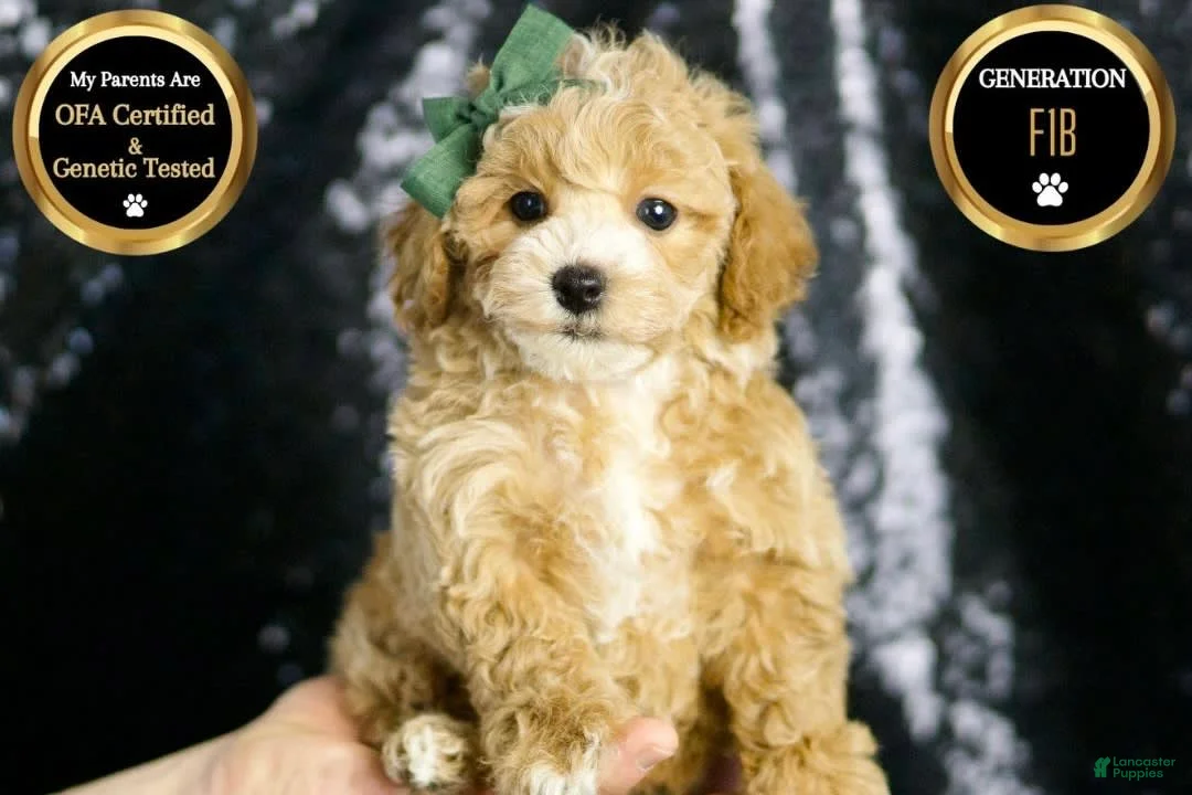 Maltipoo dogs for sale: Pancakes - Ad 1