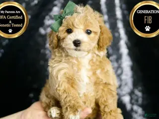 Maltipoo dogs Pancakes - Ad 42