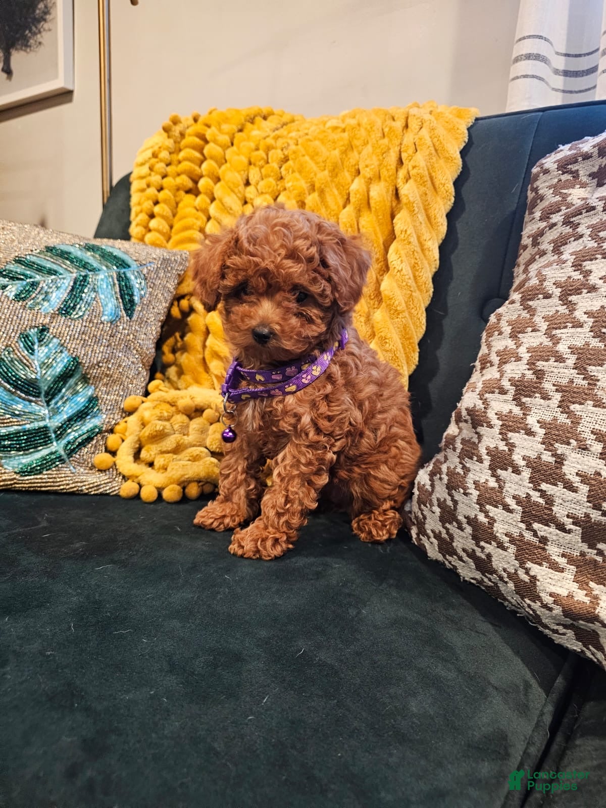 Toy Poodle dogs Ruby-Potty Trained 5lbs Full GROWN - Ad 19