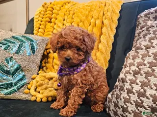 Toy Poodle dogs Ruby-Potty Trained 5lbs Full GROWN - Ad 19