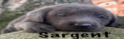 Labrador Retriever dogs for sale: Labrador Retriever 1 - Ad 1