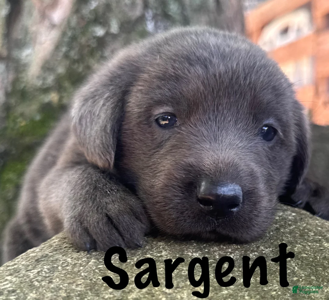 Labrador Retriever dogs for sale: Labrador Retriever 1 - Ad 1