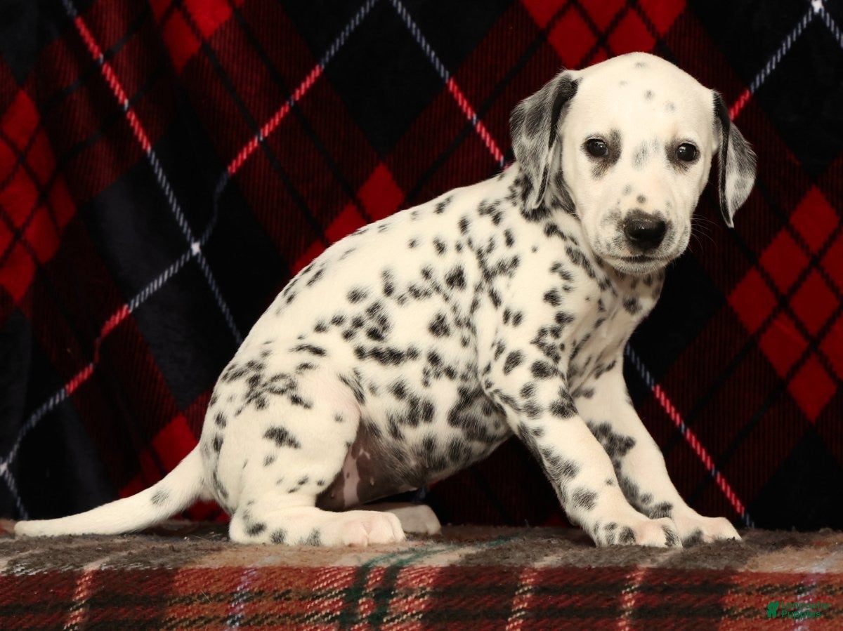 Dalmatian dogs Dolly - Ad 2