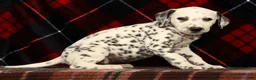 Dalmatian dogs for sale: Dolly - Ad 2