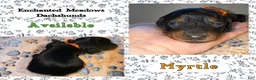 Miniature Dachshund dogs for sale: Myrtle - Ad 2