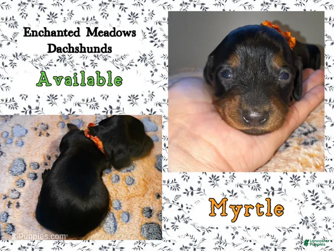 Miniature Dachshund dogs for sale: Myrtle - Ad 2