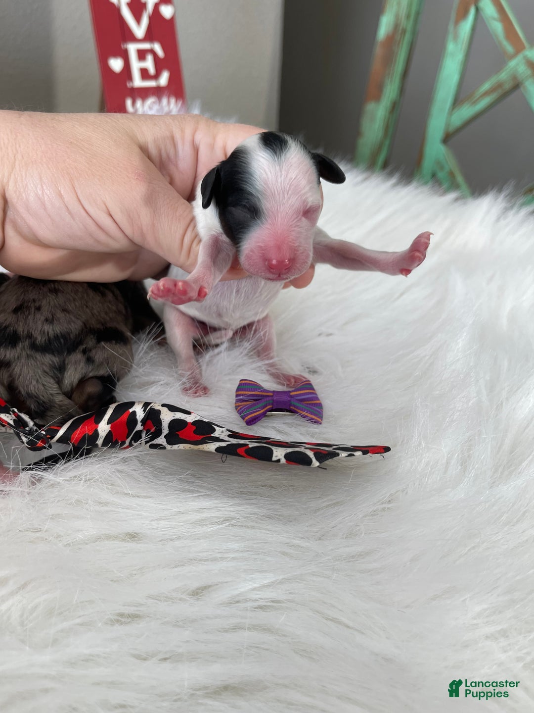 Miniature Poodle dogs for sale: Akc Clear Purple Bow - Ad 18