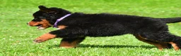 Bernese Mountain Dog dogs for sale: Nora - Ad 5