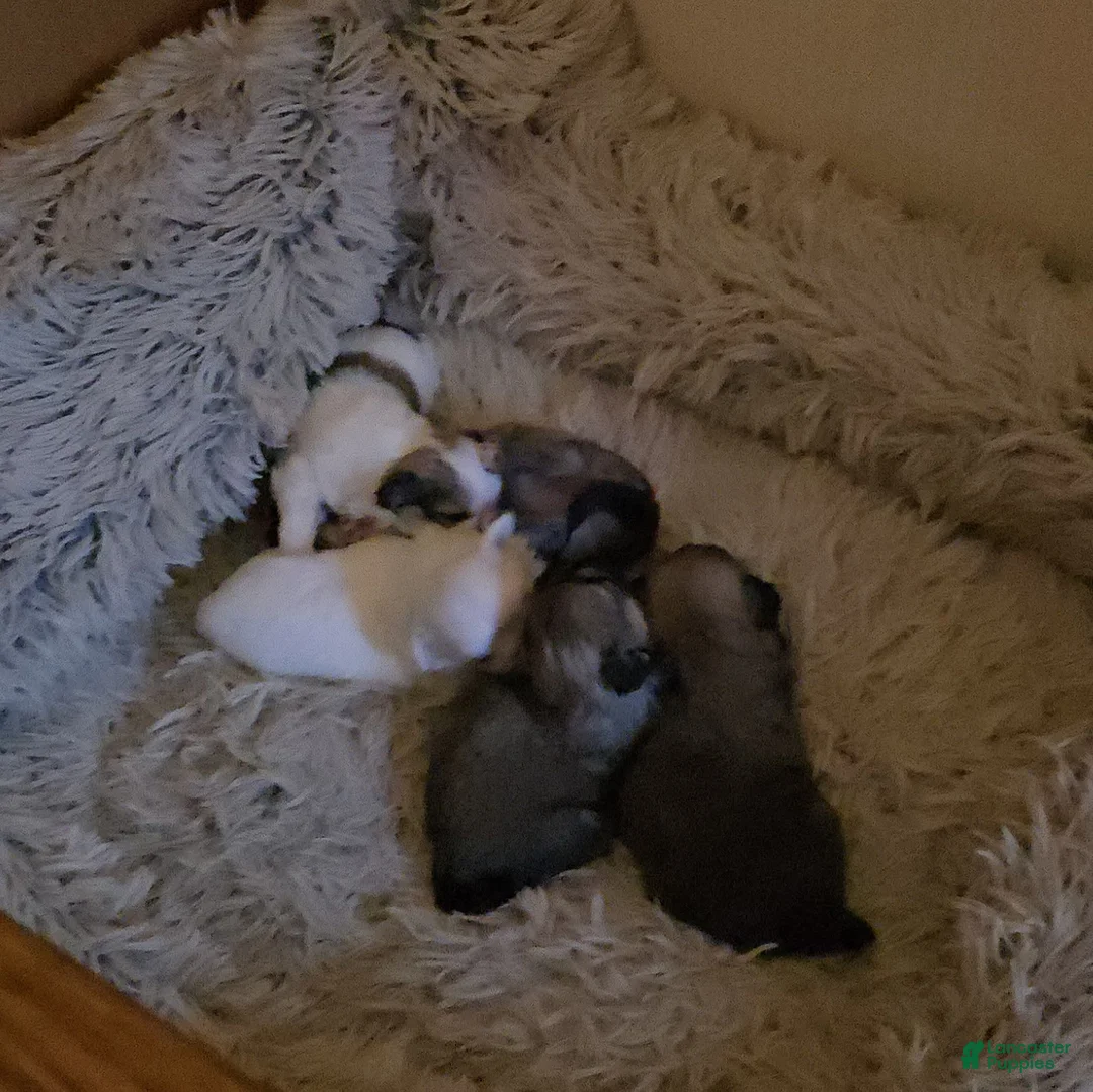 Pekingese dogs for sale:  Puppy 1 - Ad 3