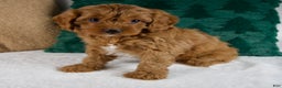 Cavapoo dogs for sale: Blake - Ad 1