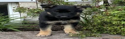 German Shepherd dogs for sale: Rhiana  - Ad 2