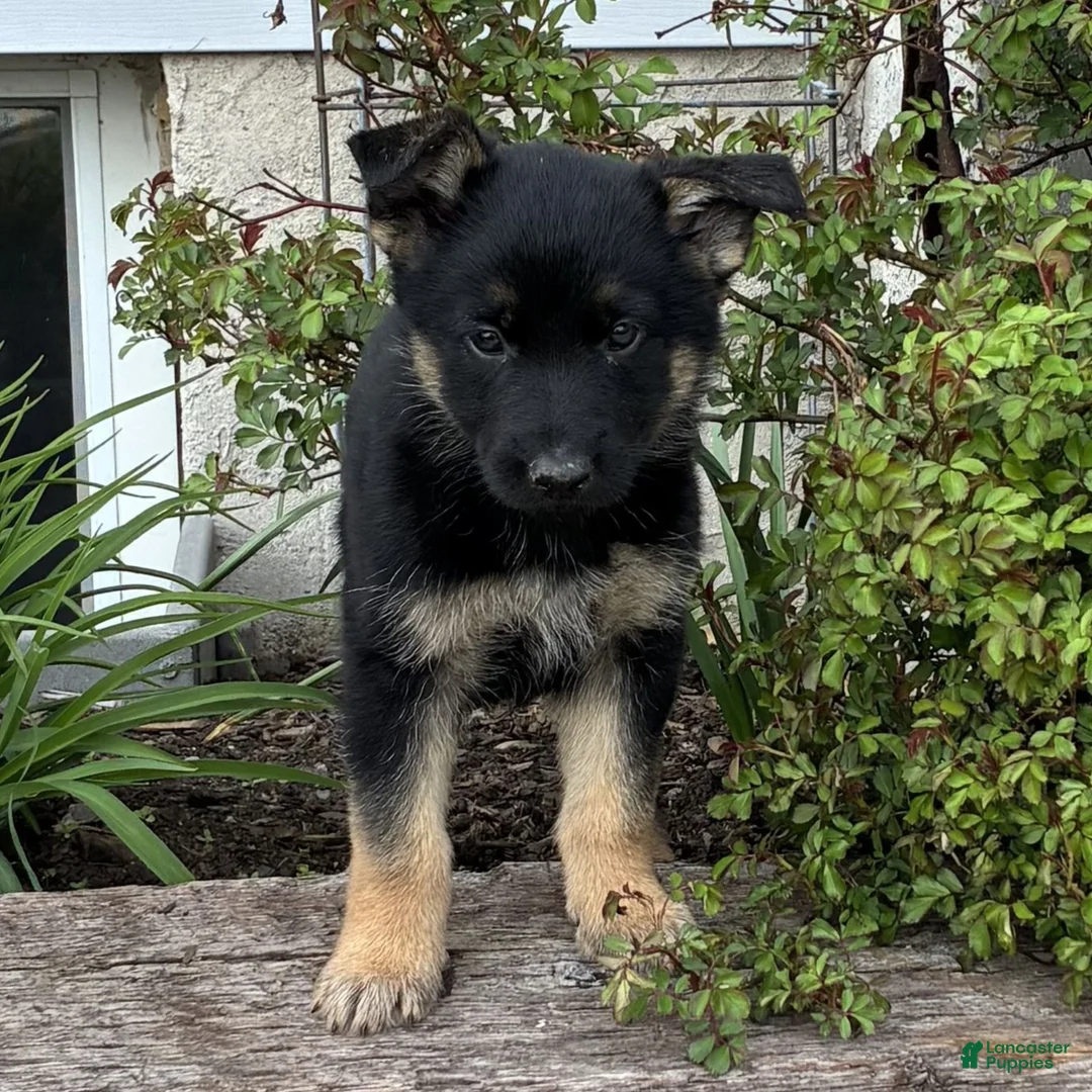 German Shepherd dogs for sale: Rhiana  - Ad 2