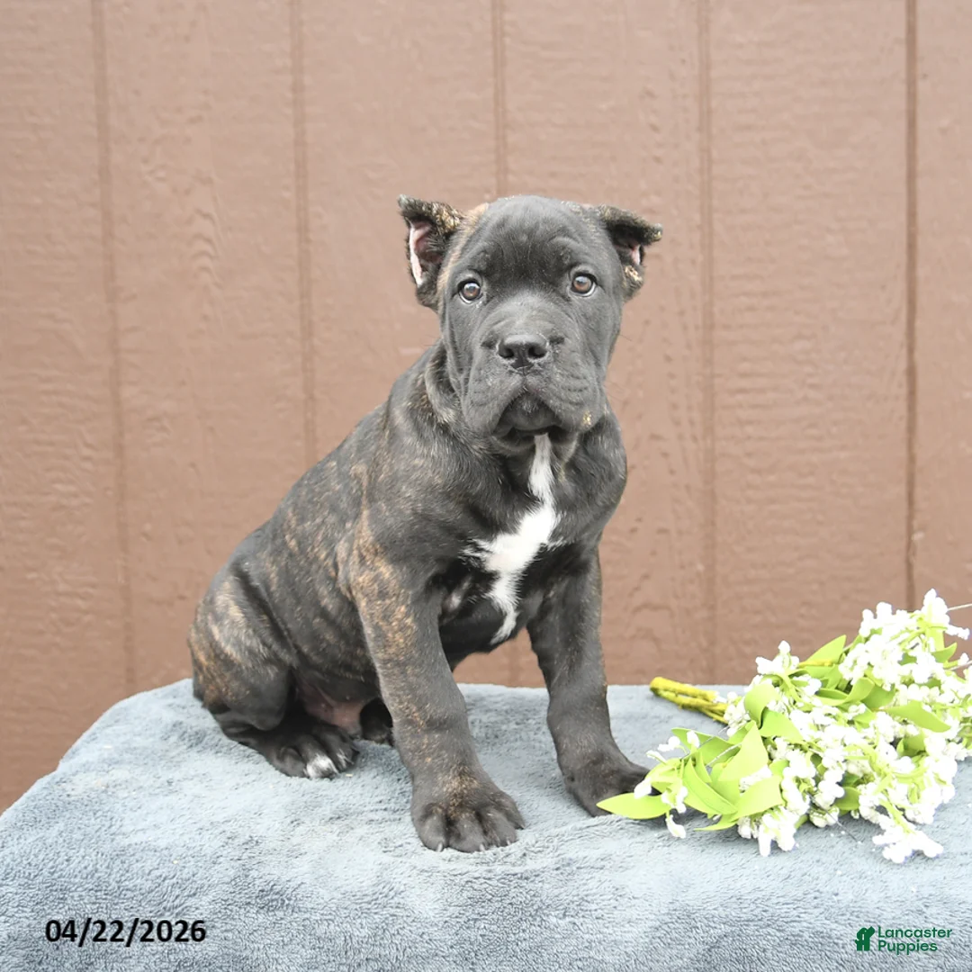 Cane Corso dogs for sale: Benny - Ad 1