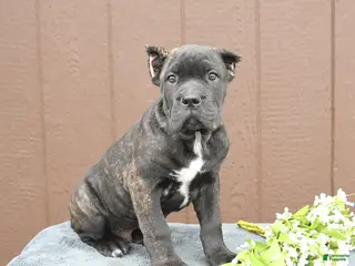 Cane Corso dogs for sale: Benny - Ad 1