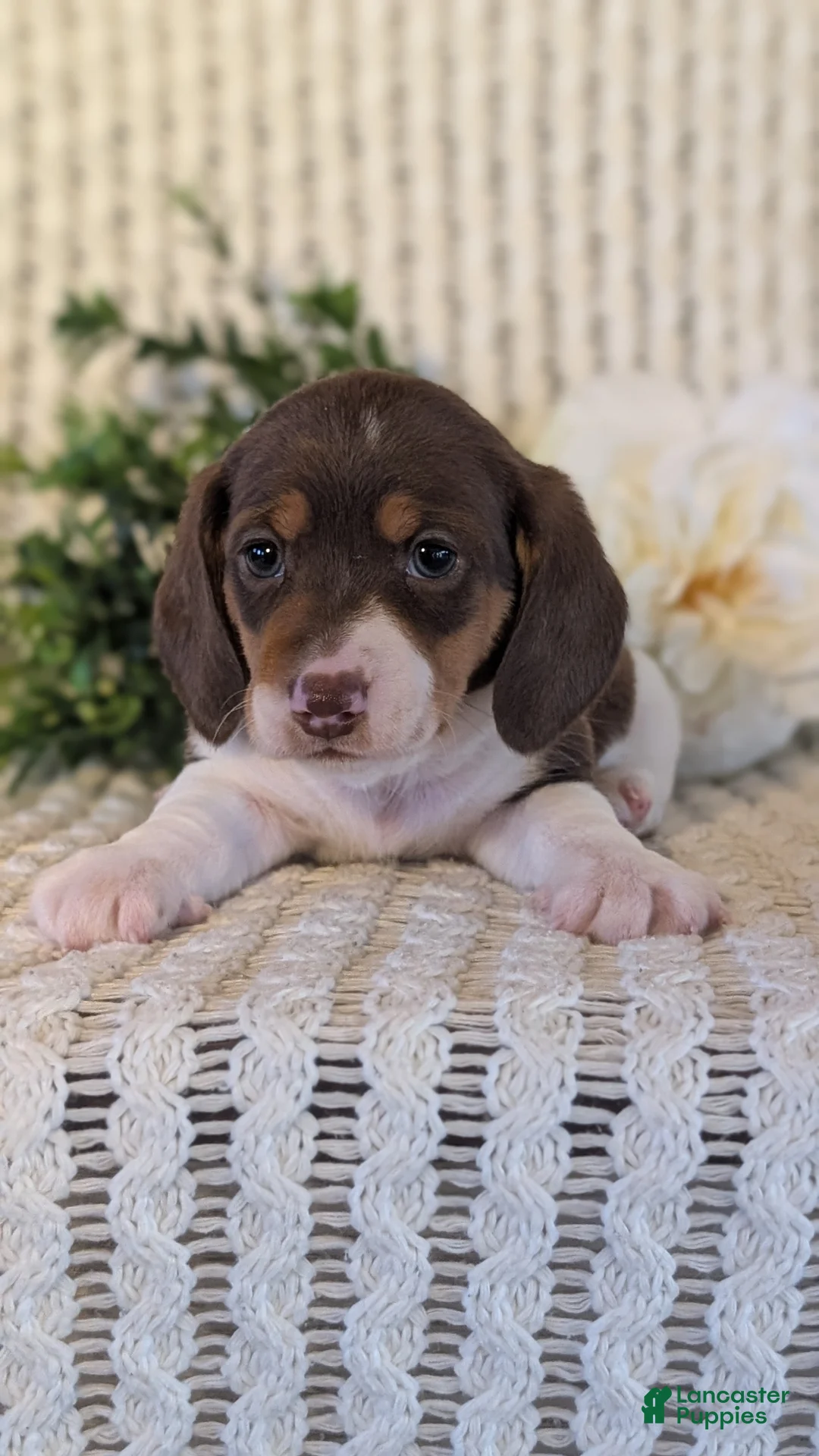Miniature Dachshund dogs for sale: Ziggy - Ad 11