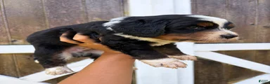 Benny