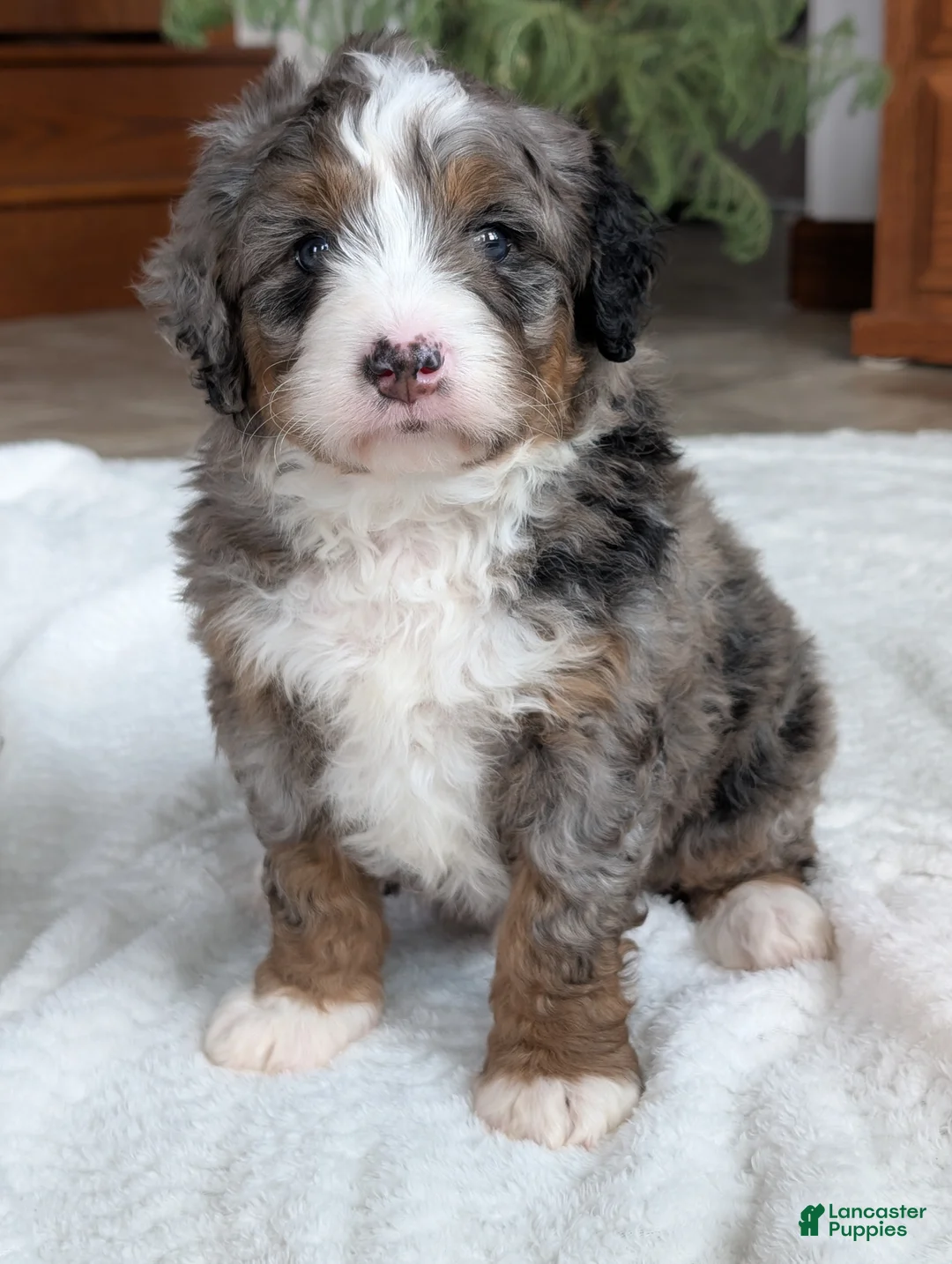 Mini Bernedoodle dogs for sale: Mini Baker  - Ad 2