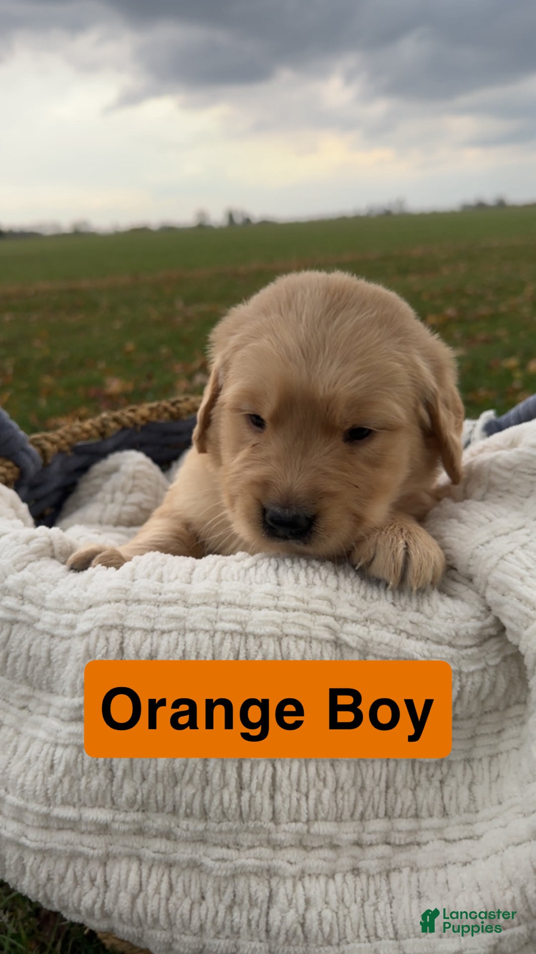 Golden Retriever dogs for sale: Golden Retriever Orange Boy - Ad 2