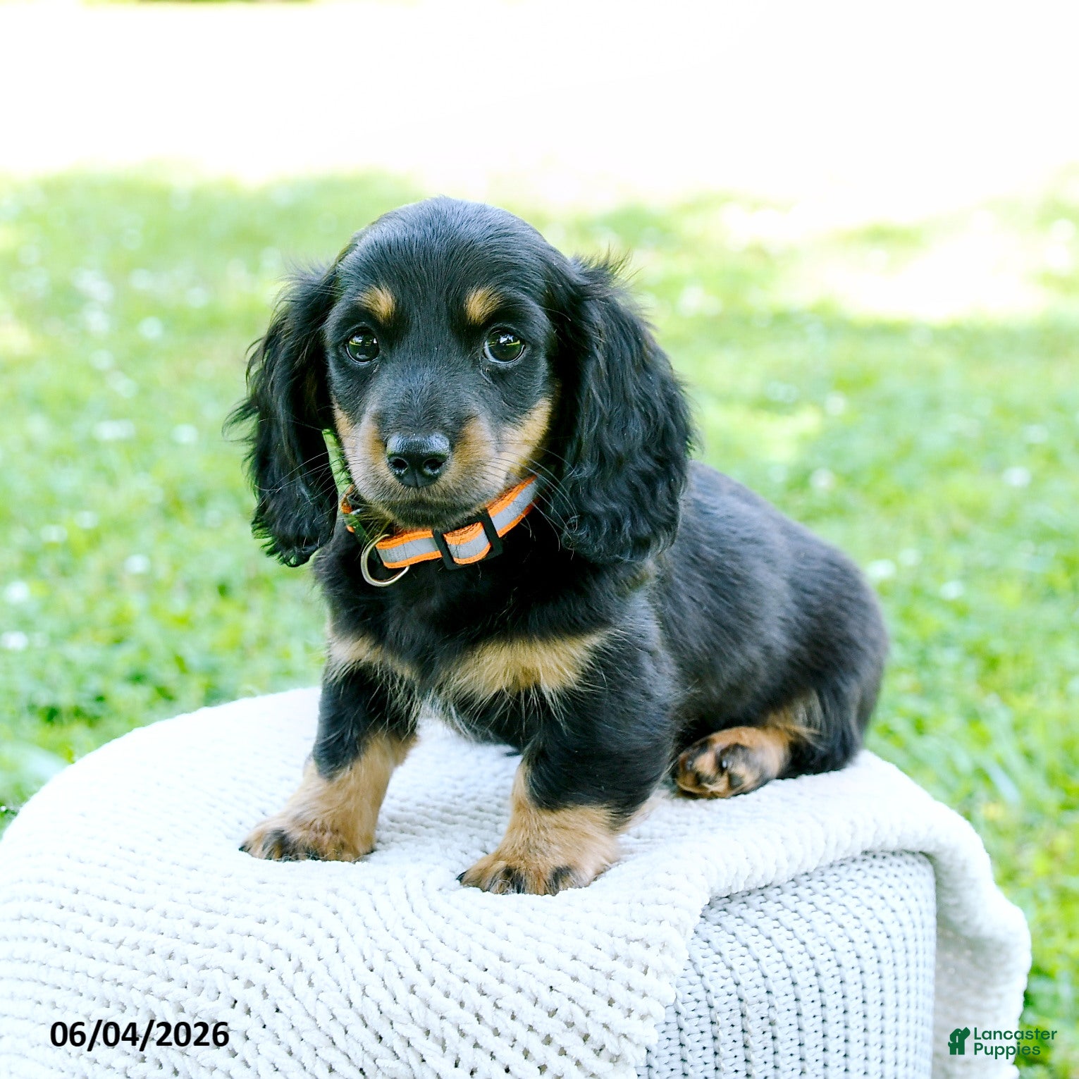 Miniature Dachshund dogs for sale: Davis - Ad 5